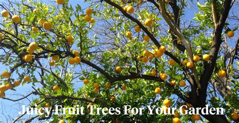 5 Best Fruit Trees To Grow In Your Garden Article Onthursd