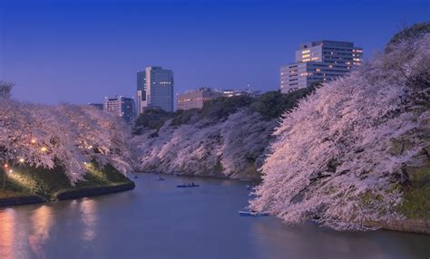 10 Top Nighttime Cherry Blossom Viewing Spots All About