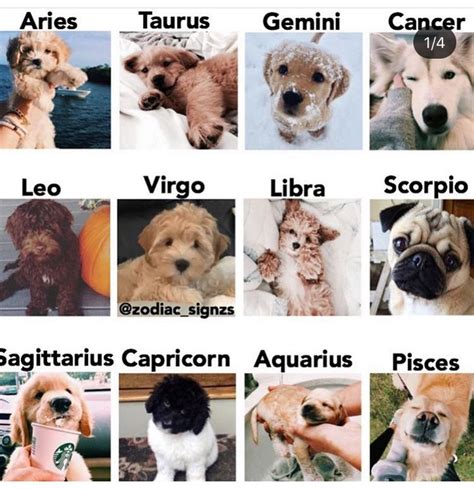 Follow Me For More Mrferragamo Whats Your Zodiac Sign ♒️ Dog Zodiac