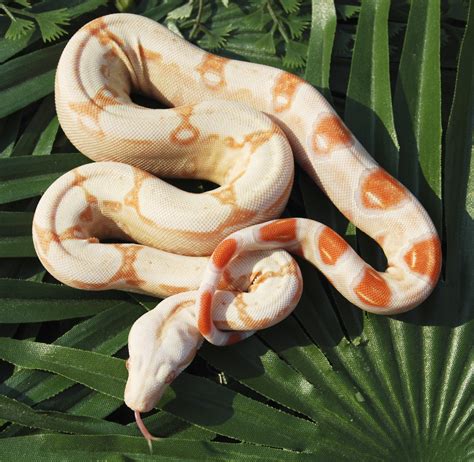 Corn Snakes Ball Pythons And Red Boas—good Beginner Snakes Pethelpful