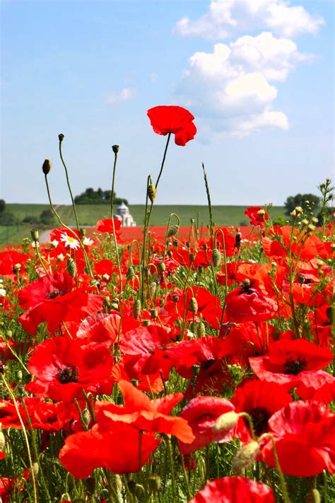 4 Things You Didnt Know About Poppies Cultivation Street