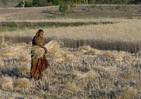 Woman Harvesting Wheat The Old Fashioned Way Raisen District Madhya