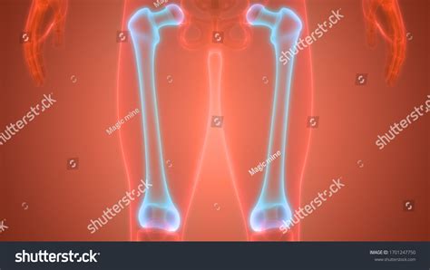 Human Skeleton System Femur Bone Joints Stock Illustration 1701247750