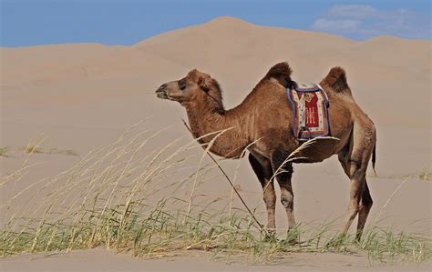 Camello Y Dromedario La Mejor Información De Este Año