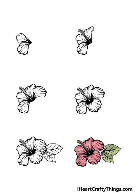 Hibiscus Flower Drawing Step By Step Comicsovore