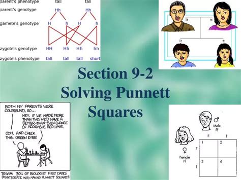 Ppt Section Solving Punnett Squares Powerpoint Presentation Free