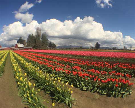 What To Do At The Skagit Valley Tulip Festival Travel