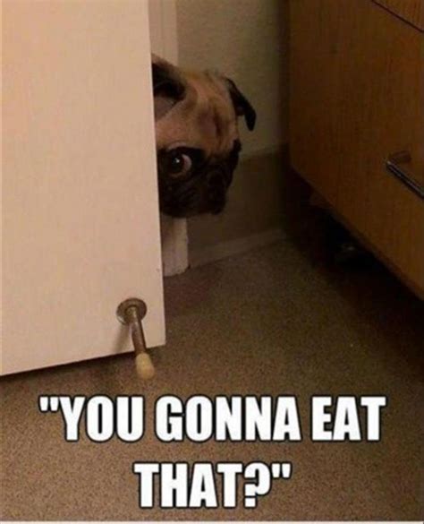 What Your Pets Are Really Thinking While They Watch You Go