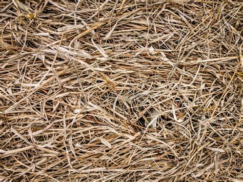 A Beautiful Horizontal Texture Of Dry Yellow And Brown Grass Stock