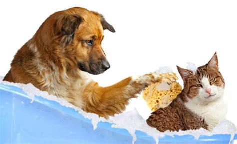 Our full service grooming includes a brush, bath, ear cleaning, nail trimming and the haircut. OUR GROOMING SERVICES - SNAZZY PETS