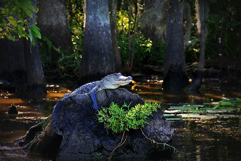 Alligator In A Louisiana Swamp
