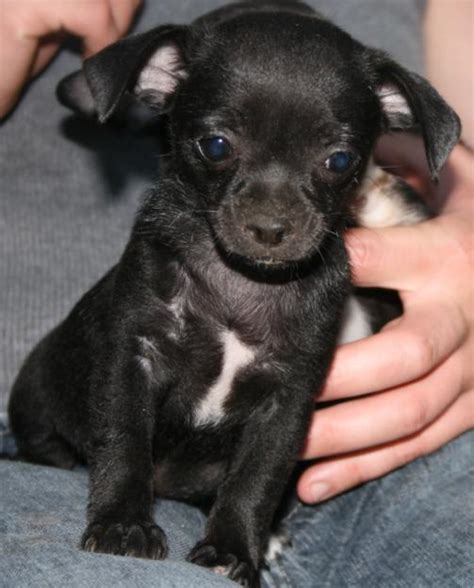 27 Pictures Of Black Chihuahua Puppies Image Codepromos
