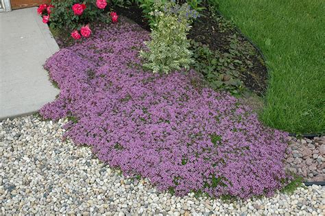 Red Creeping Thyme California