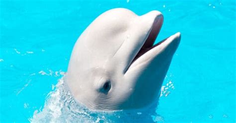 Baby Beluga 5 Calf Pictures And 5 Facts A Z Animals