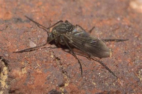 Sand Flies Accost Icelanders