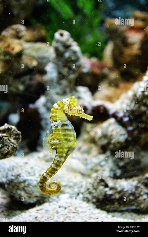 Thorny Seahorse Cute Sea Animal Beautiful Yellow Sea Horse Swimming