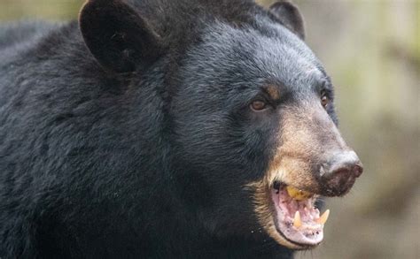 Colorado Woman Found Dead After Apparent Black Bear Attack Complex
