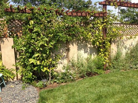 Passion Fruit Plant On Trellis Give It More Structure To Run