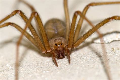 Está considerada la más peligrosa de nuestro país, aunque difícilmente el efecto de su picadura es mortal. Se recupera favorablemente hombre mordido por araña ...