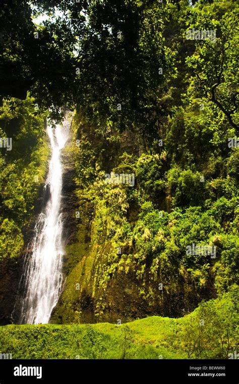 Wasserfall In Einem Wald Papeete Tahiti Französisch Polynesien