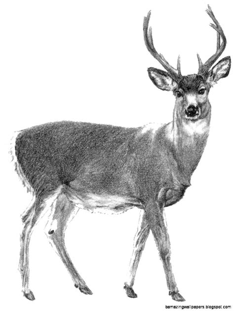 Deer Drawing Amazing Wallpapers