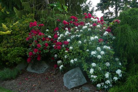 Las Mejores Plantas De Sombra Para Un Jardín De Lujo