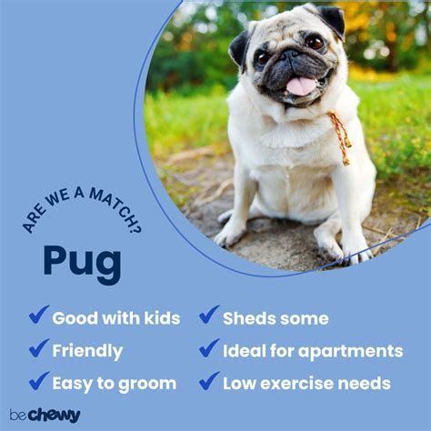 Pug Breed Characteristics Care And Photos Bechewy