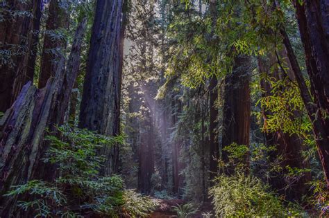 This Ancient Redwood Forest Is Opening To The Public For