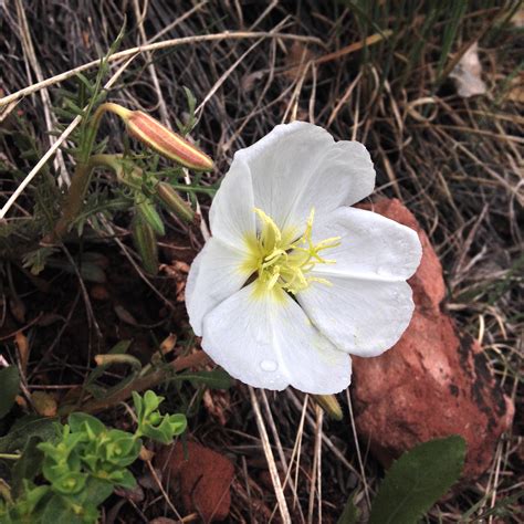 Photos Of Colorado Wildflowers In Spring