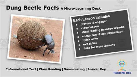 dung beetle interactive science lesson micro learning deck by teach simple
