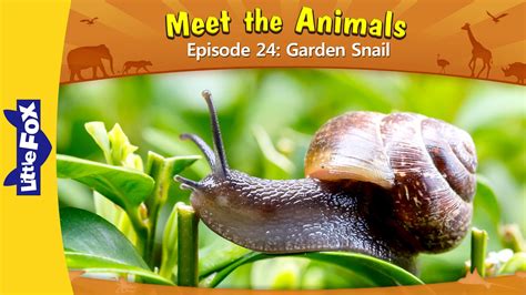 Illustrated classics featuring original illustrations by minalima™ from frances hodgson burnett's the secret garden, published by harper design. Meet the Animals 24: Garden Snail | Level 2 | By Little ...