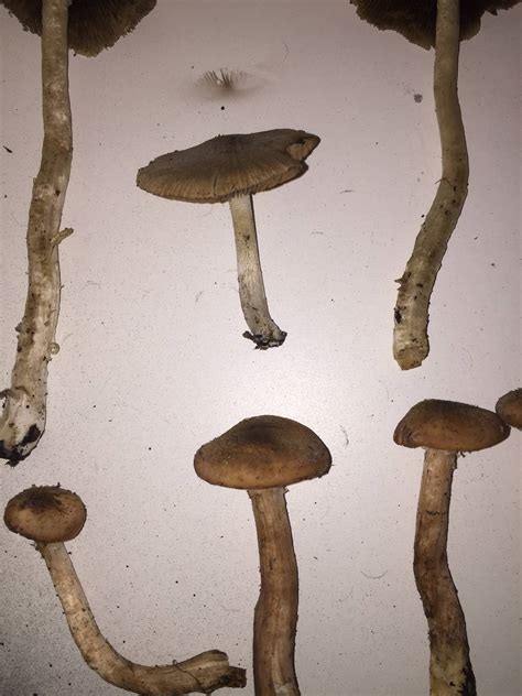 Id Help Please Mushroom Hunting And Identification Shroomery