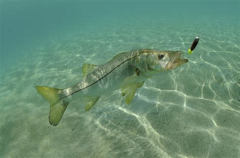 Everything You Need To Know About Miami Snook Fishing