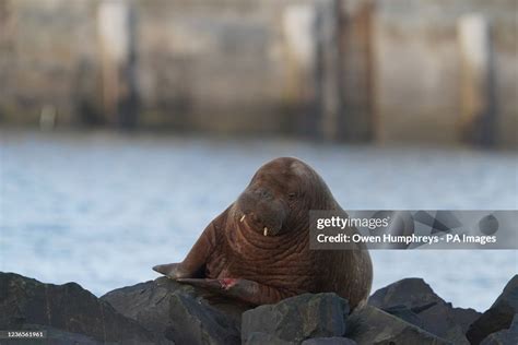 A Walrus Which Are Usually Found In The North Pole Or In The Arctic