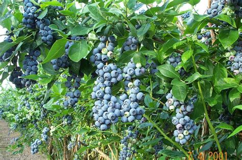 Rabbiteye Blueberry Bushes Growing Blueberries Blueberry Plant