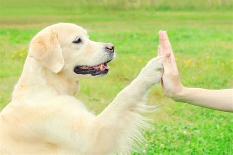 20 Best Advanced Training Teaching Your Dog Tricks And Complex