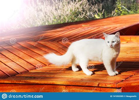 Beautiful White Cat Sitting On Balcony Terrace With Sunlight