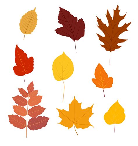 Set Of Colorful Autumn Leaves Isolated On White Background Vector Illustration 614727 Vector