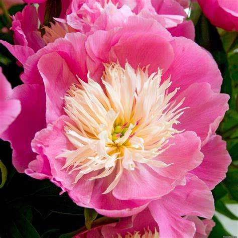 Pink And White Flowers With Green Leaves In The Background