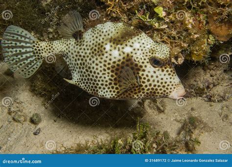 Caribbean Reef Fish Stock Photo Image Of Coral Marine 31689172
