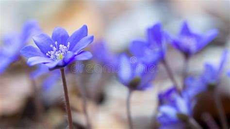 Blue Forest Flowers Among Dry Autumn Leaves Hepatica Nobilis Stock