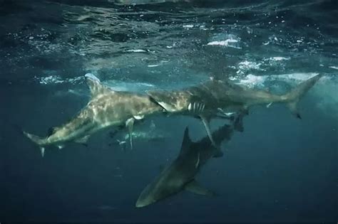 Blacktip Shark Appears To Be Trying To Swallow Another One Whole