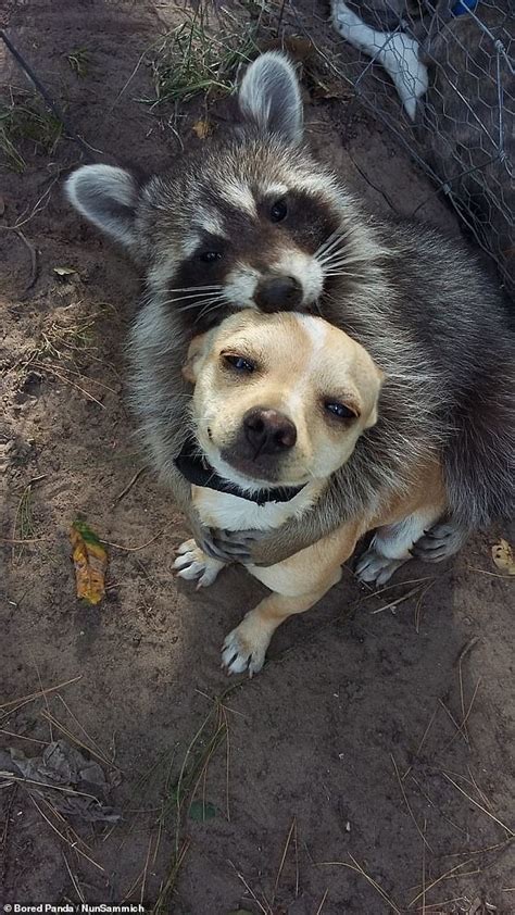 14 Adorable Snaps Capture Unlikely Animal Friendships That Will Melt