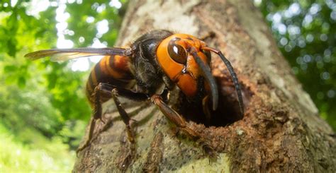 Are Murder Hornets Really As Scary As They Sound Natural History Museum
