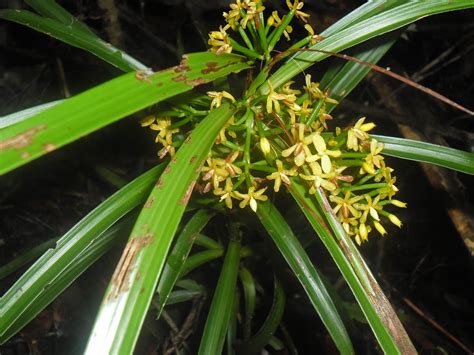 Apostasia Wallichii Orchidaceae