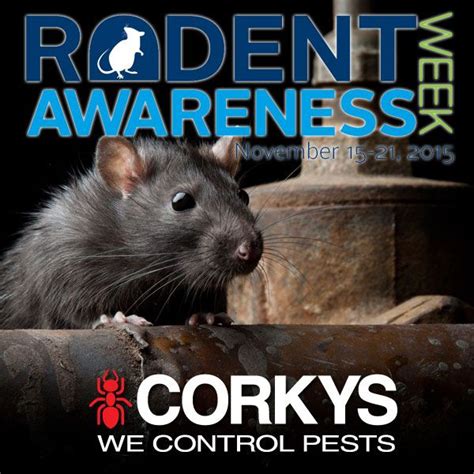 Its Rodent Awareness Week The Cold Weather Causes Rodents To Move