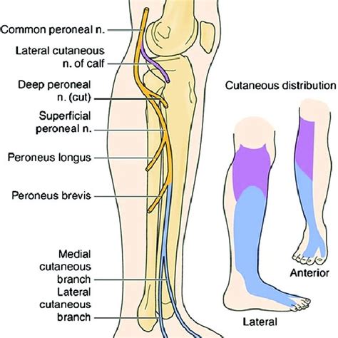 Common Blue And Superficial Purple Peroneal Nerve Branch Cutaneous