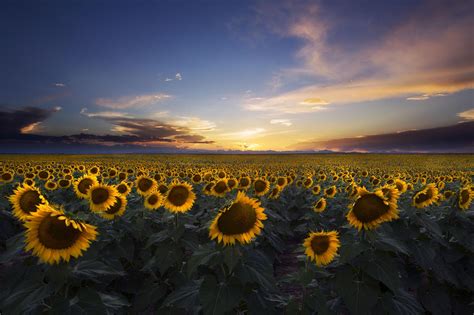 Sunflower Fields In Colorado At Sunset 2000x1333