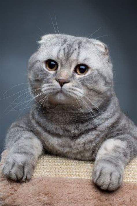 Scottish Fold Cat This Breed Is In My Top 5 Favorites For Kitties