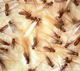 Photos of Natural Anti Termite Treatment
